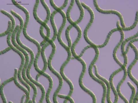 PososdeAnarquia_Spirulina_2