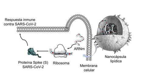 Esquema del funcionamiento de las vacunas de ARNm encapsulado en nanopartículas lipídicas. Adaptado de Altounian (Science, 2020) por Nuria Campillo. V. Altounian (Science, 2020)
