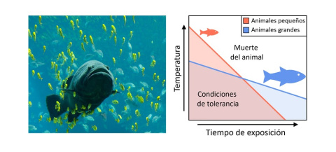 La tolerancia al calor depende del tamaño en animales ectotermos (p.e. peces). Animales pequeños resisten temperaturas más elevadas que los animales grandes, pero por cortos periodos de tiempo.