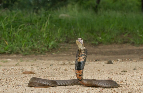 Cobra escupidora de Mozambique (Naja mossambica) escupiendo. ©Wolfgang Wüster Cobra escupidora de Mozambique (Naja mossambica) escupiendo.