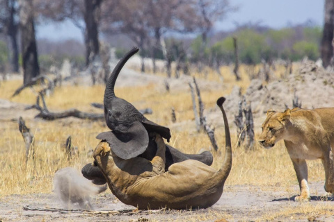  Paul Funston/Panthera