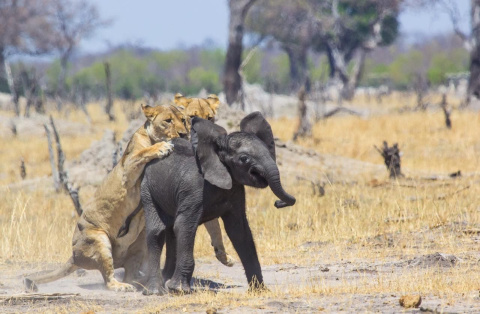  Paul Funston/Panthera