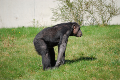 PososAnarquia_Chimpance_2