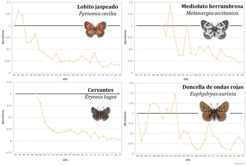Cuatro ejemplos de especies de mariposas en regresión. Pau Colom, Author provided Cuatro ejemplos de especies de mariposas en regresión. Pau Colom, Author provided