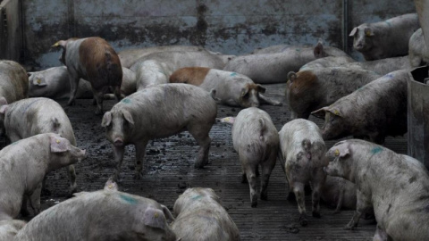  Imagen de archivo de una granja porcina.- AFP