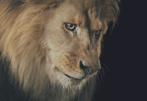  Fotografía: Tim Flach -- https://timflach.com/