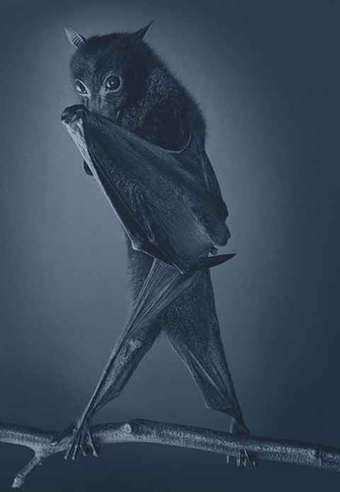  Fotografía: Tim Flach -- https://timflach.com/