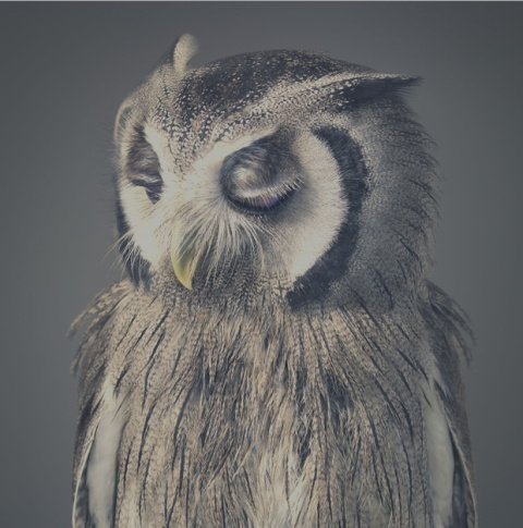  Fotografía: Tim Flach -- https://timflach.com/