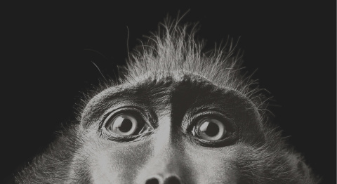  Fotografía: Tim Flach -- https://timflach.com/