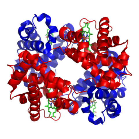 440px-1GZX_Haemoglobin.png