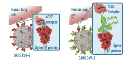 Imagen: Cell Imagen: Cell