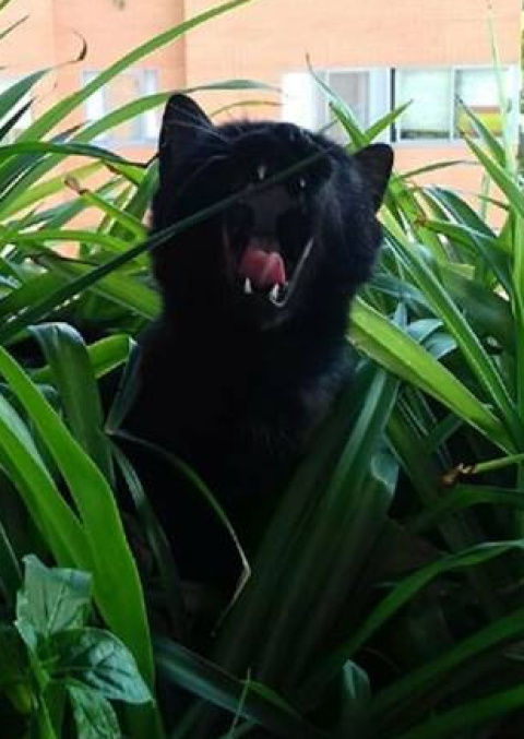  Siete Gato Negro en plena conexión cósmica.