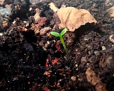 plantula1000.jpg