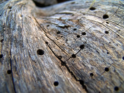 vejez2.jpg vejez2.jpg