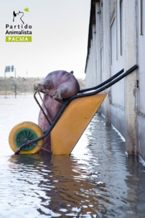 PACMA TrasLosMuros  2