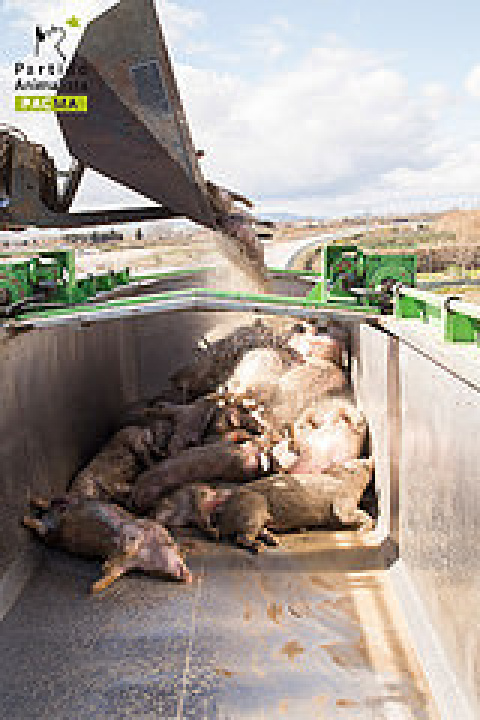 PACMA Tras los Muros 8