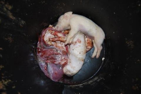  Los animales que enferman y mueren van al cubo de la basura. Foto: Igualdad Animal