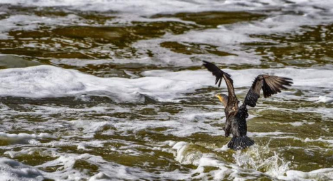 Imagen del río Tajo.- EFE Imagen del río Tajo.- EFE