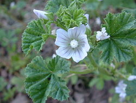 malva
