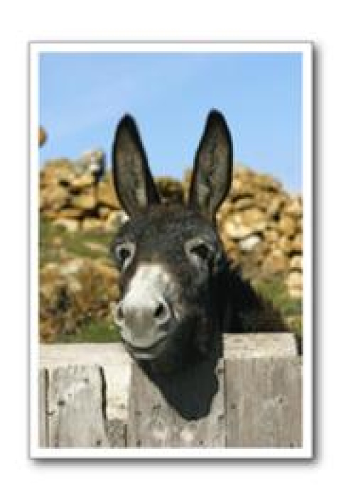 burro1.jpg