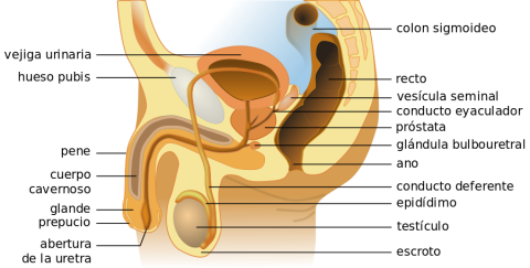 Male_anatomy_es.svg