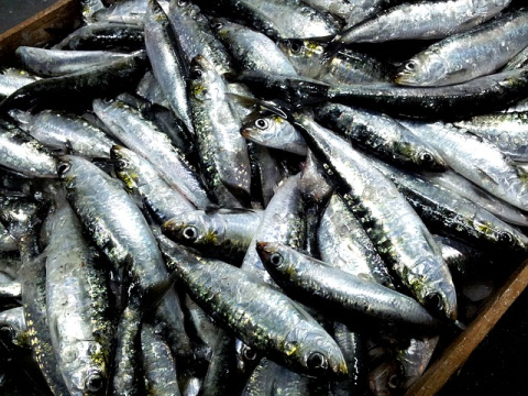 sardinas-dieta-pescado-cuarentena.jpg pescado-dieta-cuarentena-coronavirus