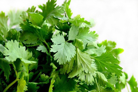 Cilantro. ReStyled Living en Pixabay. Cilantro.