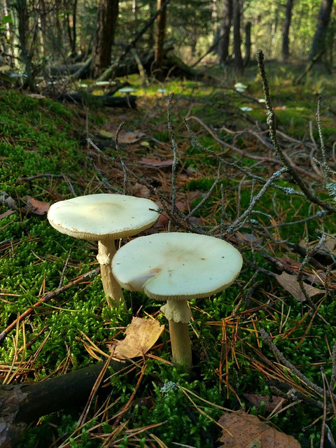 Amanita Phalloides. La más mortal. Albert Markish en Pixabay. Amanita Phalloides.