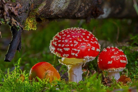 La llamativa amanita muscaria es una seta tóxica que puede producir visiones. Adege en Pixabay. Amanita muscaria.