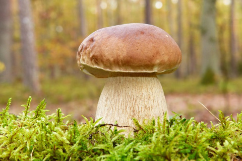 Boletus. Krzysztof Niewolny en Pixabay. Boletus.