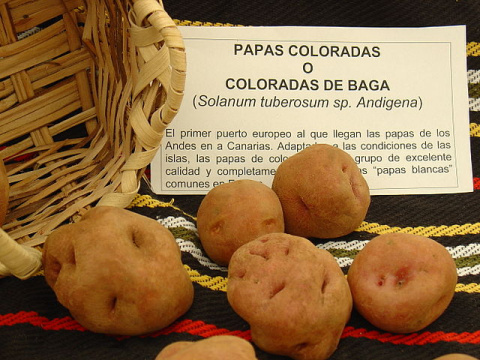 Papas antiguas. 