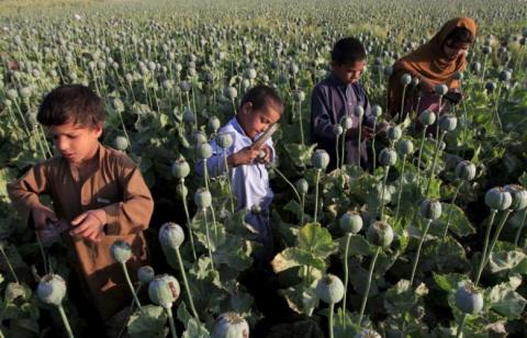 Niños afganos recolectan opio crudo en un campo de amapolas en las afueras de Jalalabad, abril 2015.- REUTERS/Parwiz Niños afganos recolectan opio crudo en un campo de amapolas en las afueras de Jalalabad, abril 2015.- REUTERS/Parwiz
