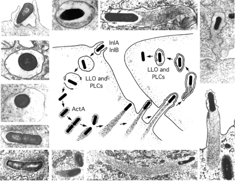 Etapas de la vida intracelular de Listeria monocytogenes. La figura del centro se basa en las micrografías electrónicas de alrededor. Daniel A. Portnoy, Victoria Auerbuch, and Ian J. Glomski - Portnoy, D.A, et al. 2002, CC BY Etapas de la vida intracelular de Listeria monocytogenes. La figura del centro se basa en las micrografías electrónicas de alrededor. Daniel A. Portnoy, Victoria Auerbuch, and Ian J. Glomski - Portnoy, D.A, et al. 2002, CC BY