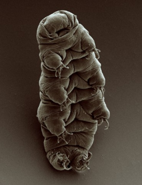 Tardigrado u osito de agua, un poliextremófilo extremadamente resistente. Tardigrado u osito de agua, un poliextremófilo extremadamente resistente.