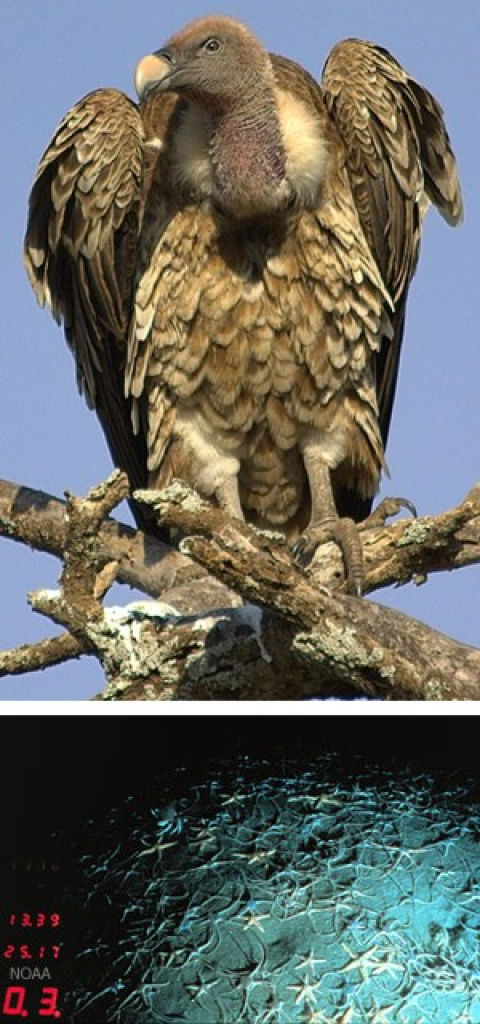 Extremos de altitud: Buitre de Rüppel (estratosfera) y estrella de mar (fosas hadalpelágicas). Extremos de altitud: Buitre de Rüppel (estratosfera) y estrella de mar (fosas hadalpelágicas).