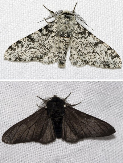 La evolución en marcha: Biston betularia