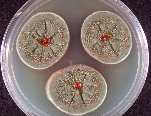 El hongo Penicillium, que produce la penicilina, creciendo en agar.