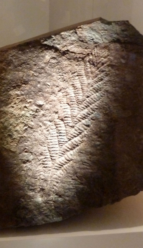 El fósil índice de Charnia en su roca precámbrica que observó Tina, con unos 580 millones de años de antigüedad, actualmente expuesto en el New Walk Museum & Art Gallery de Leicester, Inglaterra. Cuando Tina reparó en él, todo el mundo Fósil índice de Charnia Masoni en el New Walk Museum & Art Gallery de Leicester, UK.