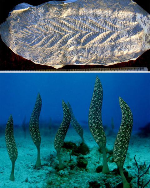 Arriba: Molde del holotipo de Charnia masoni. Abajo: Impresión artística de cómo pudo ser cuando vivía fijada a los fondos del superocéano Panthalassa precámbrico. Imágenes: Wikimedia Commons / Andy Kerr (Clic para ampliar) Molde e impresión artística de Charnia masoni.