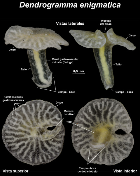 Dendrogramma enigmatica. La muestra fue recogida en 1986 a entre 400 y 1.000 metros de profundidad en el talud continental del Estrecho de Bass que separa Australia de Tasmania. En 2014 fue identificada, o más bien "no-identificada", como Dendrogramma enigmatica.