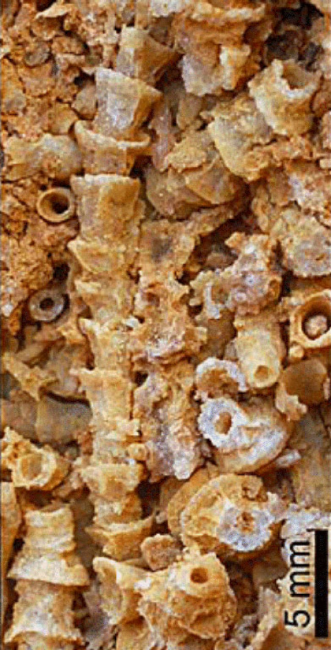 Cloudina carinata del Ediacárico terminal (hace unos 540 millones de años) con exoesqueleto mineralizado, hallada en las dolomías del anticlinal del Ibor-Guadalupe, Extremadura. Foto: Geoparque Villuercas-Ibores-Jara. Cloudina carinata, fósil ediacárico terminal hallado en Extremadura.