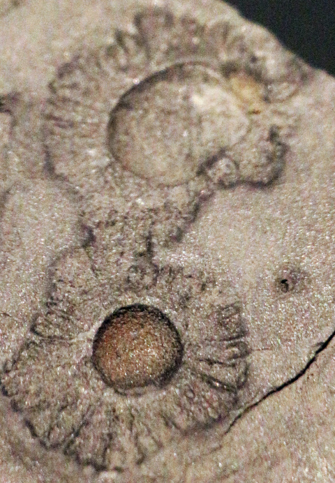 Uno de los fósiles francevillenses con 2.100 millones de años de antigüedad. Literalmente, no sabemos lo que fue. Pero fue. Imagen: Wikimedia Commons. (Clic para ampliar) Fósil francevillense