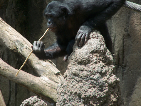Un bonobo utiliza un palito, o sea una herramienta, para "pescar" termitas de un termitero y comérselas. Imagen: Wikimedia Commons.