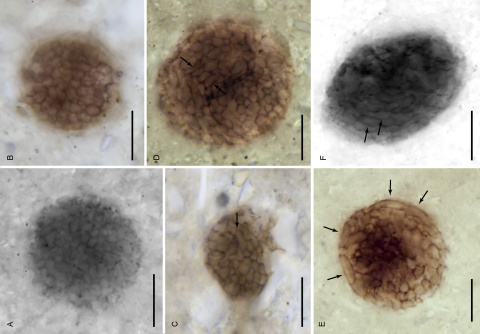 Bicellum brasieri. Imagen: Wikimedia Commons.