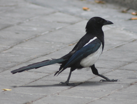 Pica pica (urraca común) en Madrid. Imagen: Wikimedia Commons.