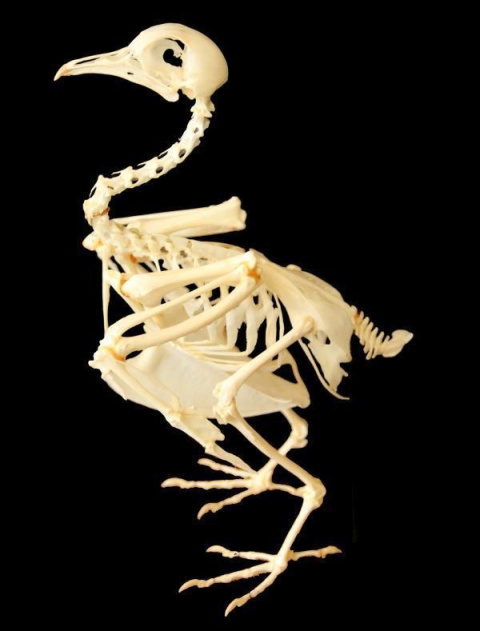 En contra de lo que suele decirse, el esqueleto de las aves no es enormemente más ligero que, por ejemplo, el de mamíferos como nosotros; sólo lo es un poco. Lo que ocurre es que la evolución los ha adaptado para el vuelo durante más de ci Esqueleto de un ave.