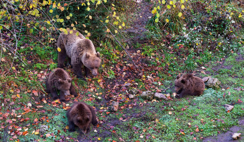 Foto del Parque Cinegico de El Hosquillo Foto del Parque Cinegico de El Hosquillo