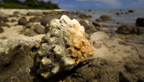 Esta fotografía tomada el 28 de agosto de 2012 muestra un pedazo de coral muerto en una playa en Avarua en Rarotonga, la más grande de las Islas Cook.- MARTY MELVILLE / AFP Esta fotografía tomada el 28 de agosto de 2012 muestra un pedazo de coral muerto en una playa en Avarua en Rarotonga, la más grande de las Islas Cook.- MARTY MELVILLE / AFP