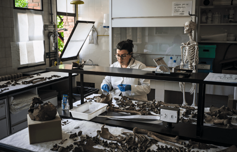  En el laboratorio de la Universidad de León, la estudiante de doctorado y antropóloga física Laura González-Garrido limpia los huesos uno auno para luego reconstruir los cuerpos. Para poder identificarlos mediante ADN, se extraen muestras 