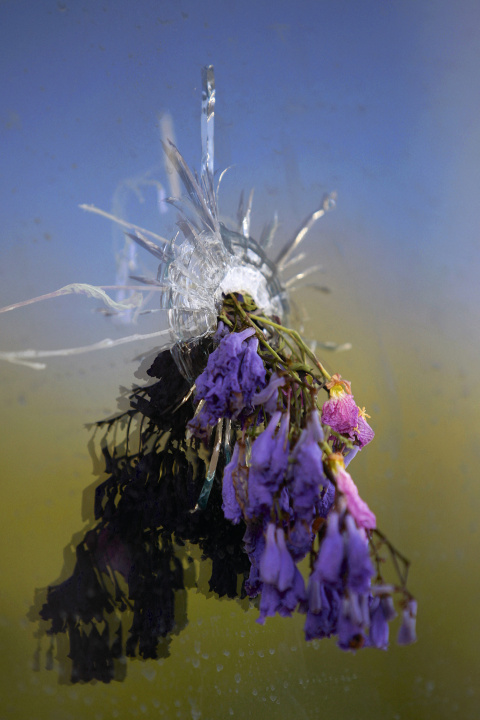 Fotografía: Flores llenan los agujeros de bala que dejó el tiroteo protagonizado por Elliot Rodger en California (EE UU).- DAVID MCNEW / GETTY IMAGES VIA AFP
